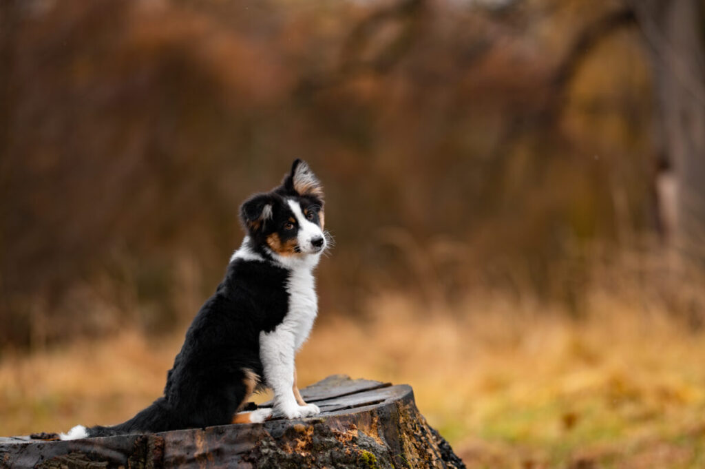 Behawiorysta - taka konsultacja to nie luksus, lecz rozsądny wybór 22