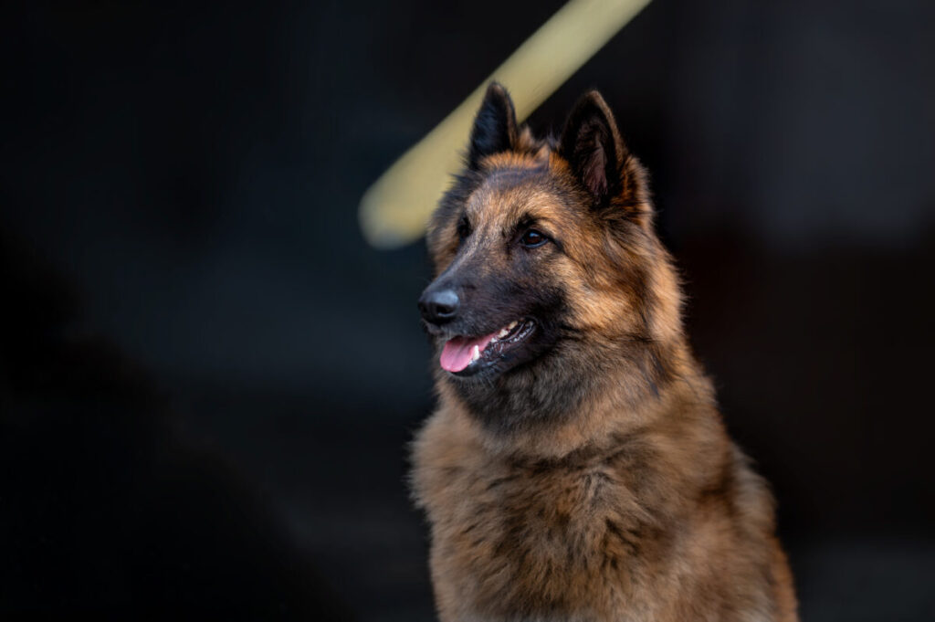 Behawiorysta - taka konsultacja to nie luksus, lecz rozsądny wybór 2