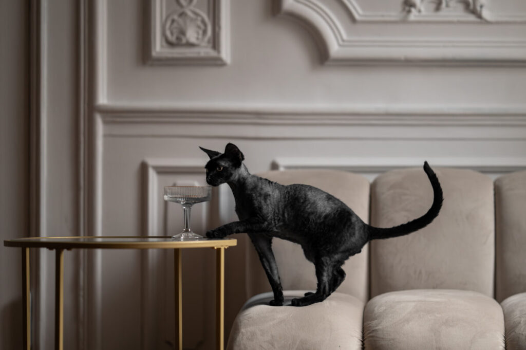 Behawiorysta - taka konsultacja to nie luksus, lecz rozsądny wybór 25