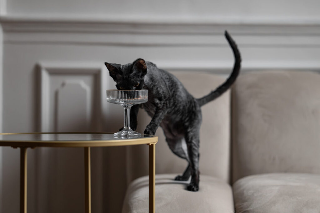 Behawiorysta - taka konsultacja to nie luksus, lecz rozsądny wybór 24