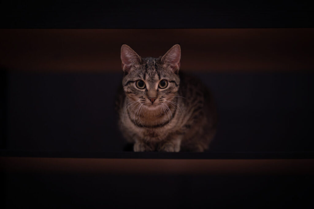 Behawiorysta - taka konsultacja to nie luksus, lecz rozsądny wybór 9