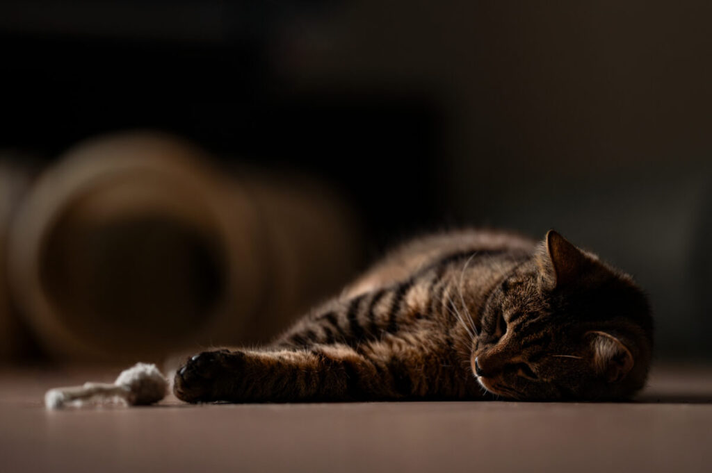 Behawiorysta - taka konsultacja to nie luksus, lecz rozsądny wybór 5