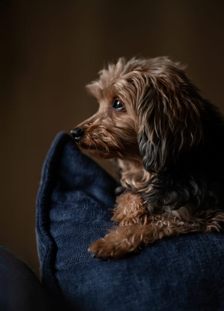 Behawiorysta - taka konsultacja to nie luksus, lecz rozsądny wybór 14