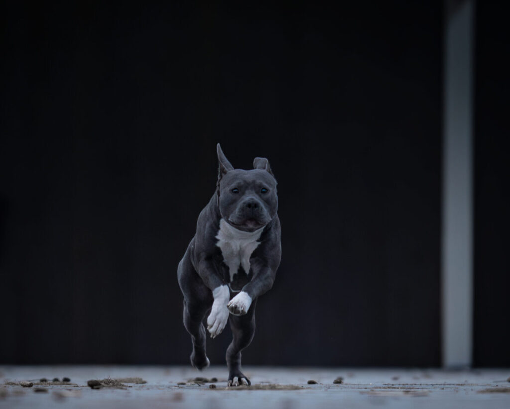 Behawiorysta - taka konsultacja to nie luksus, lecz rozsądny wybór 4