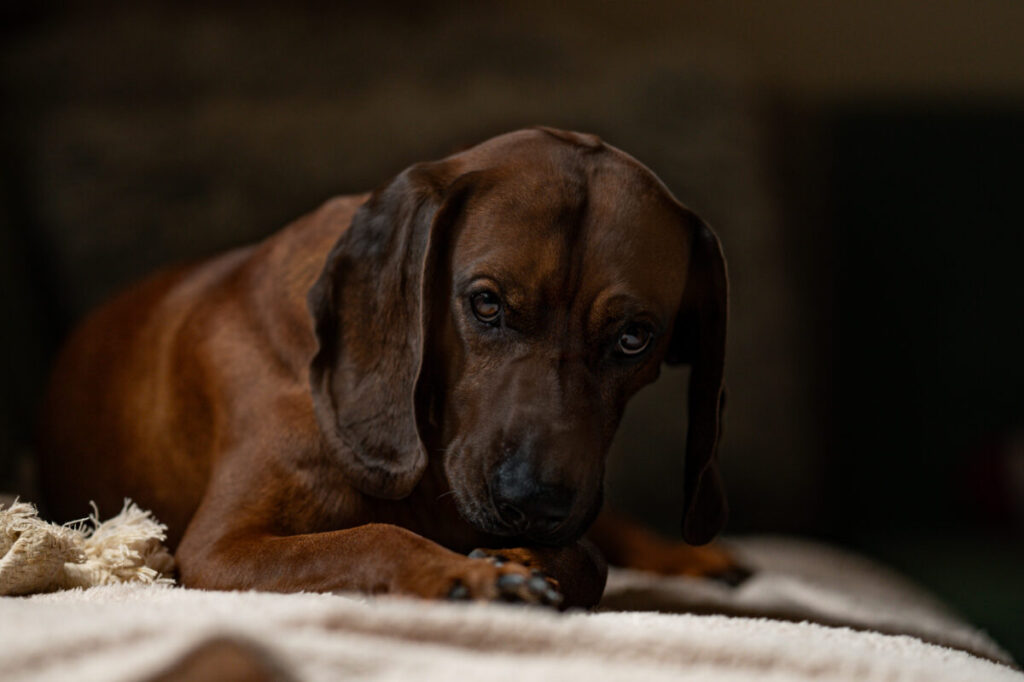 Behawiorysta - taka konsultacja to nie luksus, lecz rozsądny wybór 15