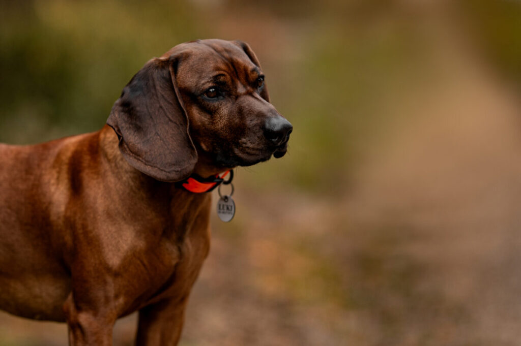Behawiorysta - taka konsultacja to nie luksus, lecz rozsądny wybór 13