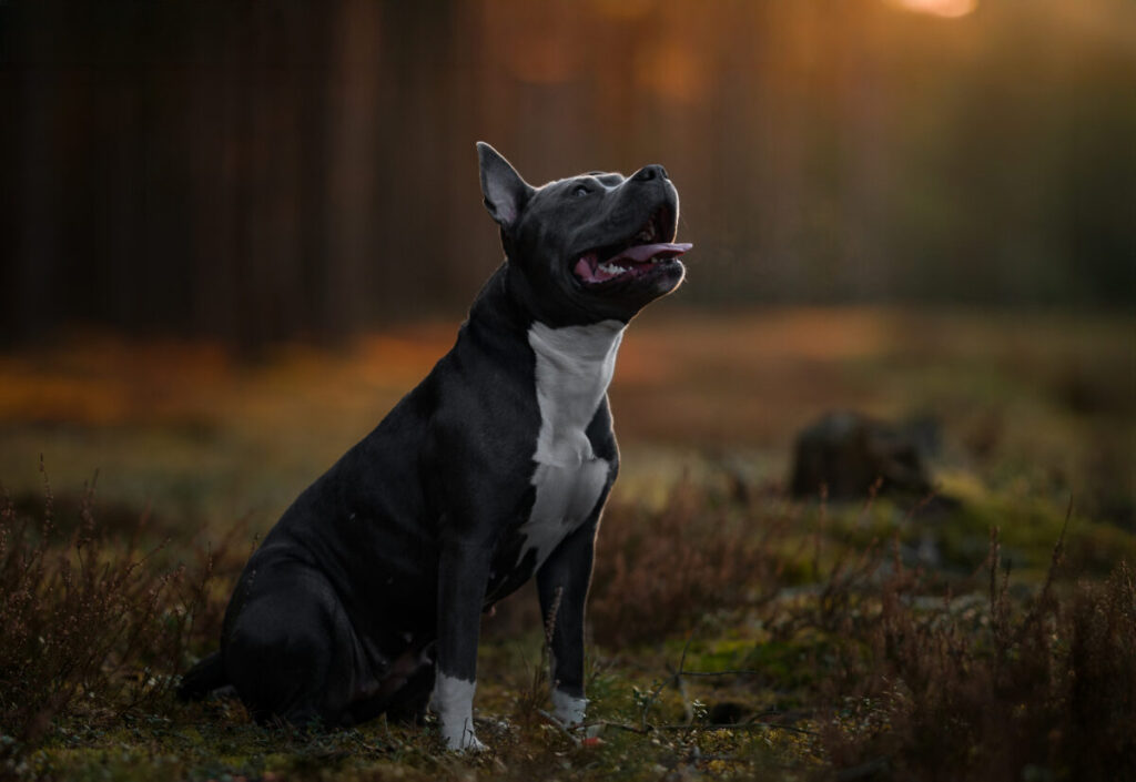 Behawiorysta - taka konsultacja to nie luksus, lecz rozsądny wybór 3