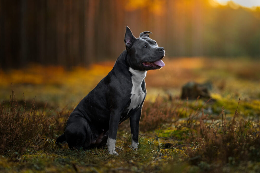 Behawiorysta - taka konsultacja to nie luksus, lecz rozsądny wybór 26