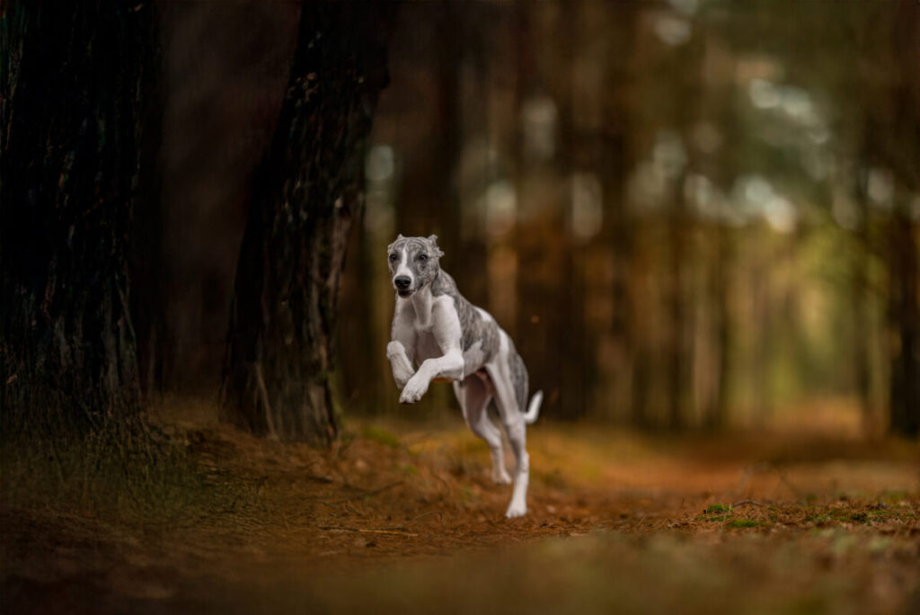 Behawiorysta - taka konsultacja to nie luksus, lecz rozsądny wybór 20