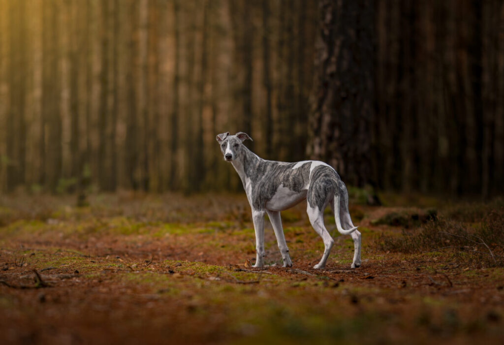 Behawiorysta - taka konsultacja to nie luksus, lecz rozsądny wybór 18