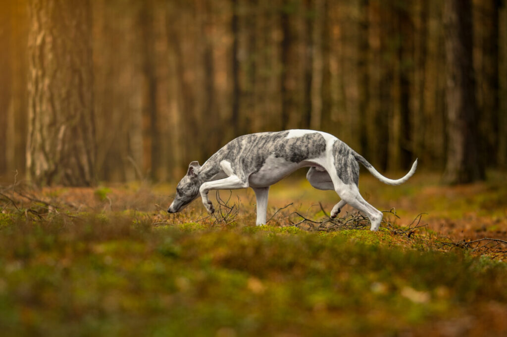 Behawiorysta - taka konsultacja to nie luksus, lecz rozsądny wybór 17