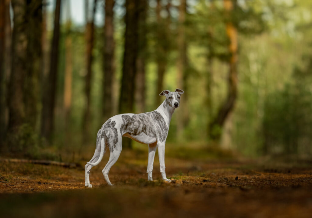 Behawiorysta - taka konsultacja to nie luksus, lecz rozsądny wybór 16
