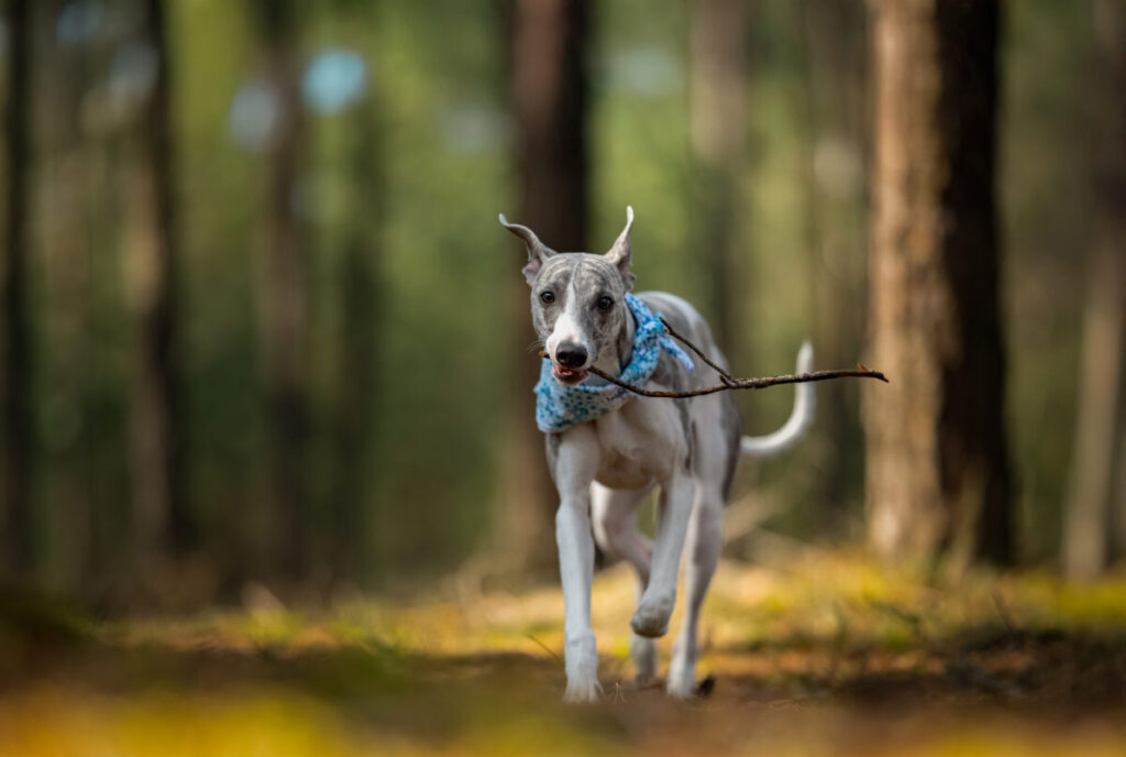 Behawiorysta - taka konsultacja to nie luksus, lecz rozsądny wybór 27