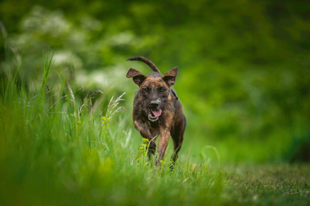 Behawiorysta - taka konsultacja to nie luksus, lecz rozsądny wybór 7