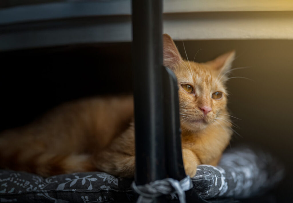 Behawiorysta - taka konsultacja to nie luksus, lecz rozsądny wybór 12