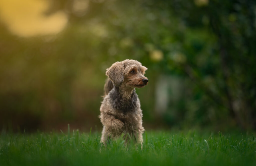 Behawiorysta - taka konsultacja to nie luksus, lecz rozsądny wybór 11