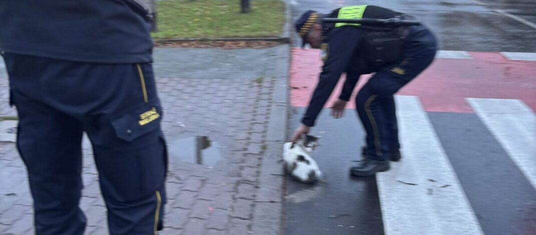 Ktoś potrącił kotka. Pomogli strażnicy miejscy