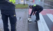 Ktoś potrącił kotka. Pomogli strażnicy miejscy
