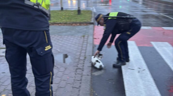 Ktoś potrącił kotka. Pomogli strażnicy miejscy 1