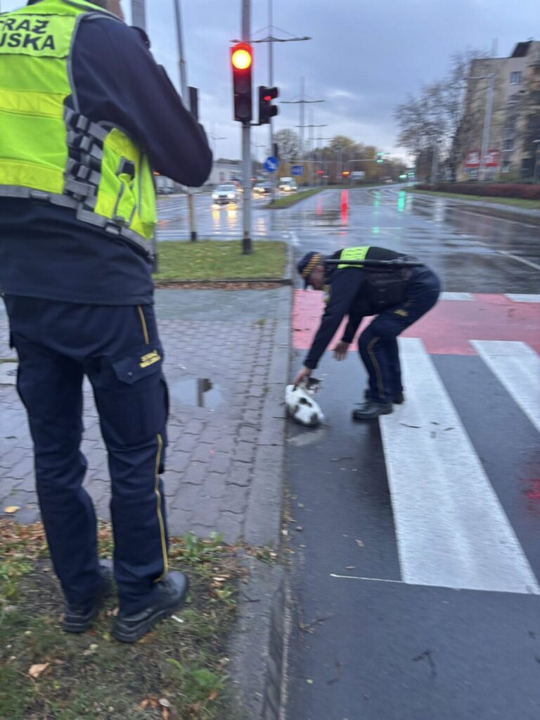 Ktoś potrącił kotka. Pomogli strażnicy miejscy 2