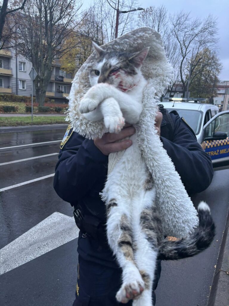 Ktoś potrącił kotka. Pomogli strażnicy miejscy 3