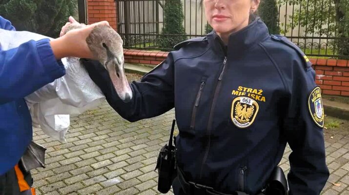 Łabędź szedł środkiem drogi. Zareagowali mieszkańcy i strażnicy miejscy 1