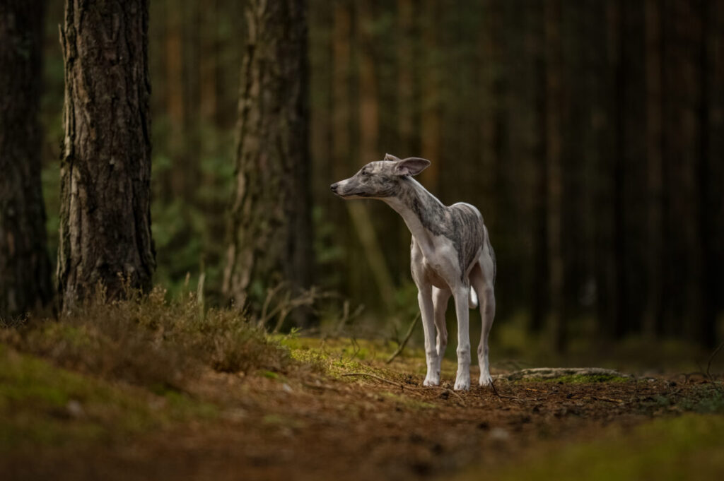 Behawiorysta - taka konsultacja to nie luksus, lecz rozsądny wybór 19