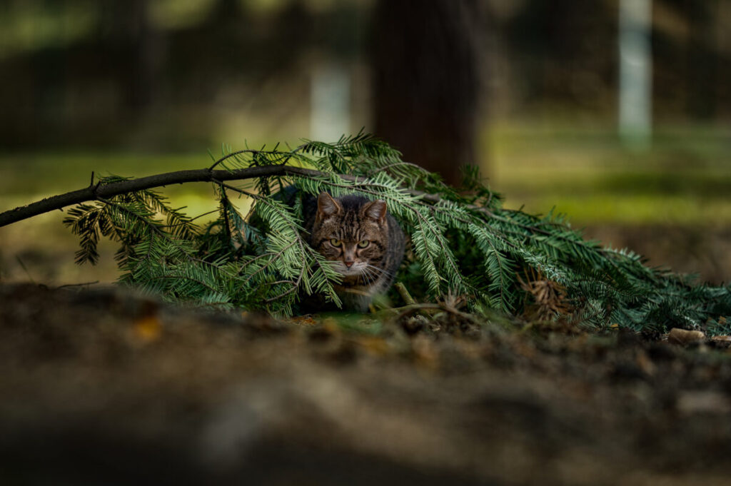 Behawiorysta - taka konsultacja to nie luksus, lecz rozsądny wybór 8