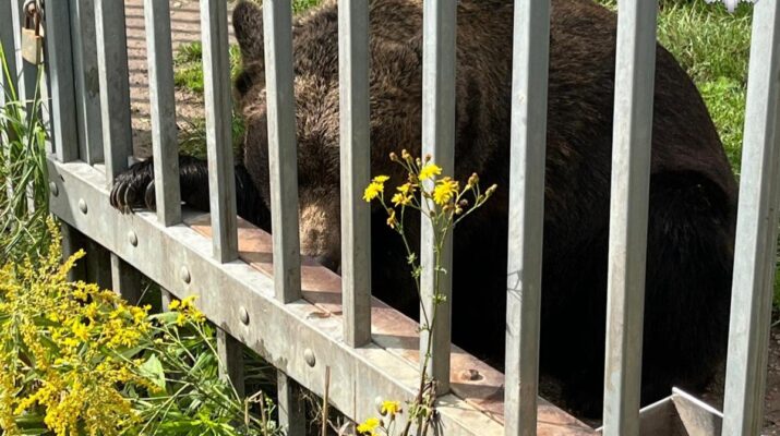49-latek przetrzymywał na posesji niedźwiedzia brunatnego 2
