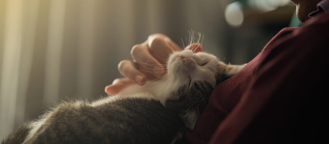 Zrozumieć Cztery Łapy: Indywidualne podejście do psów i kotów