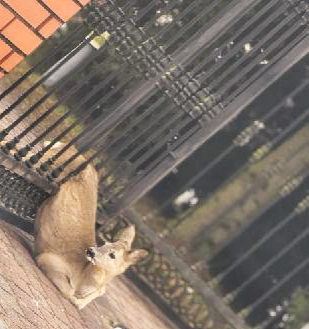 Strażnicy miejscy i strażacy z KM PSP uwolnili sarnę, która zakleszczyła się w ogrodzeniu 1