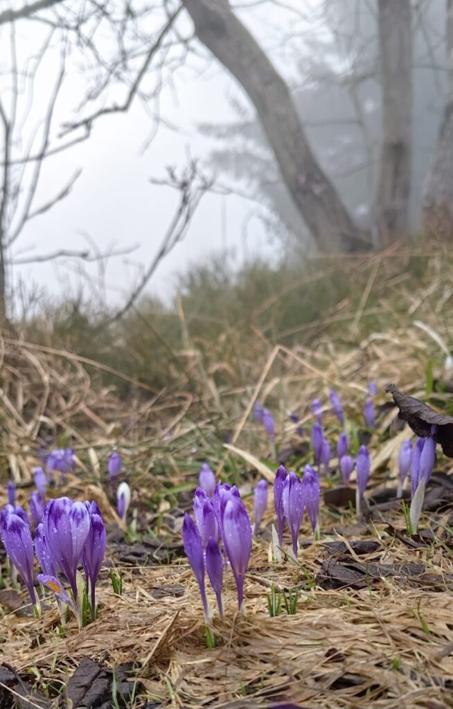 50 lat wspólnych wędrówek, Klub Górski w Częstochowie. 16