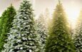 Ekologiczne ABC. Choinka żywa czy sztuczna? Na którą postawić?