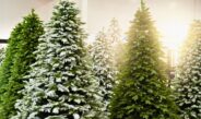 Ekologiczne ABC. Choinka żywa czy sztuczna? Na którą postawić?