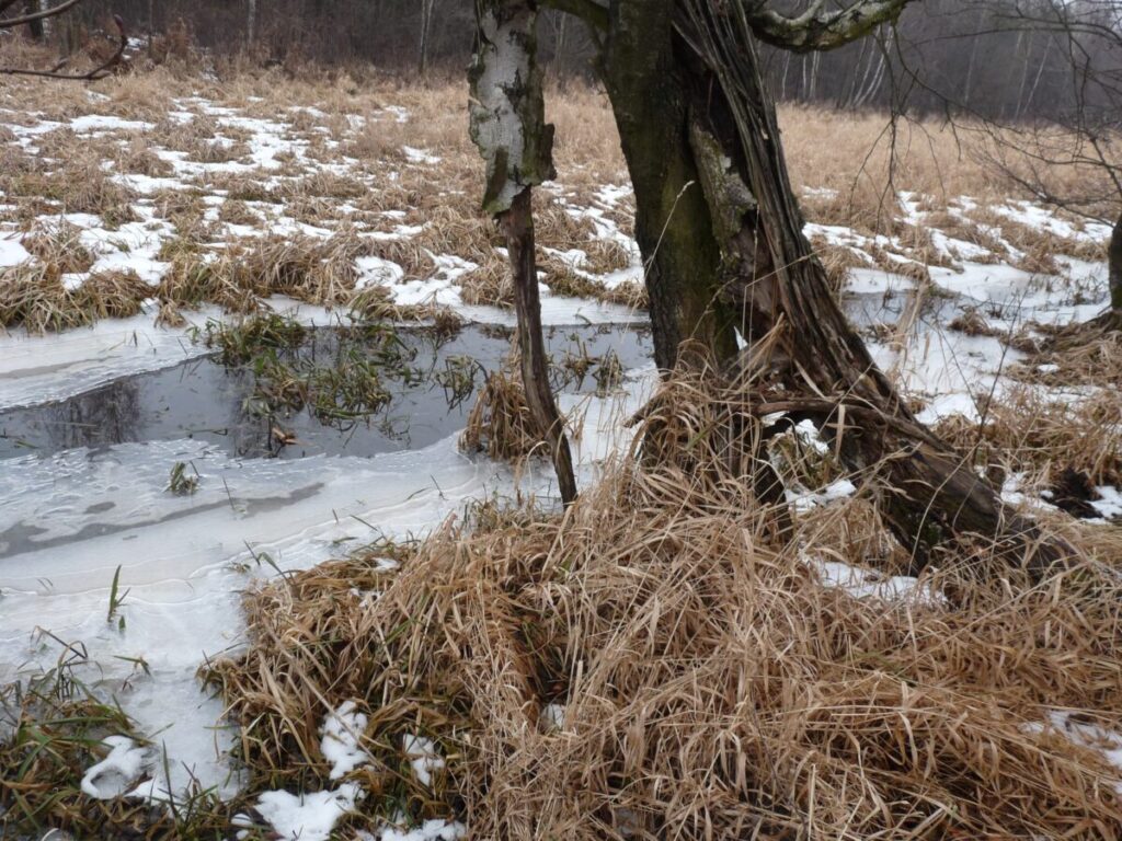 Ekologiczne ABC. Las zimową porą [fotorelacja] 1
