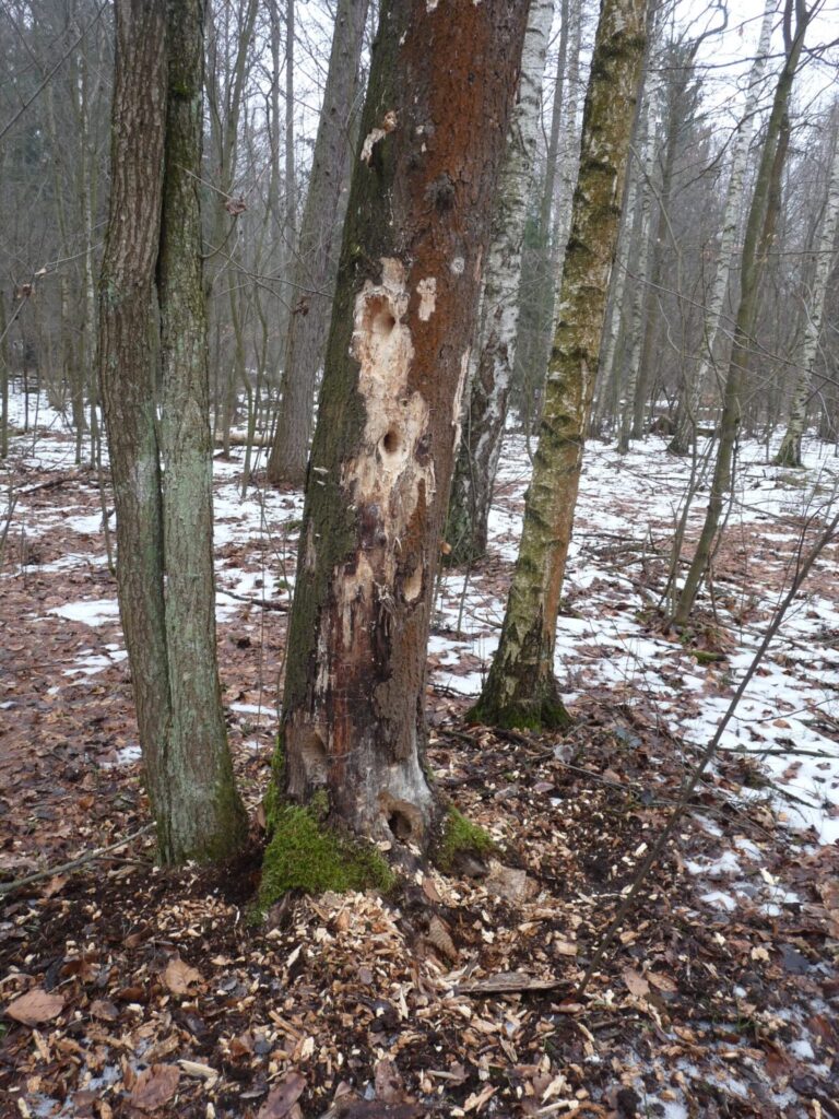 Ekologiczne ABC. Las zimową porą [fotorelacja] 11