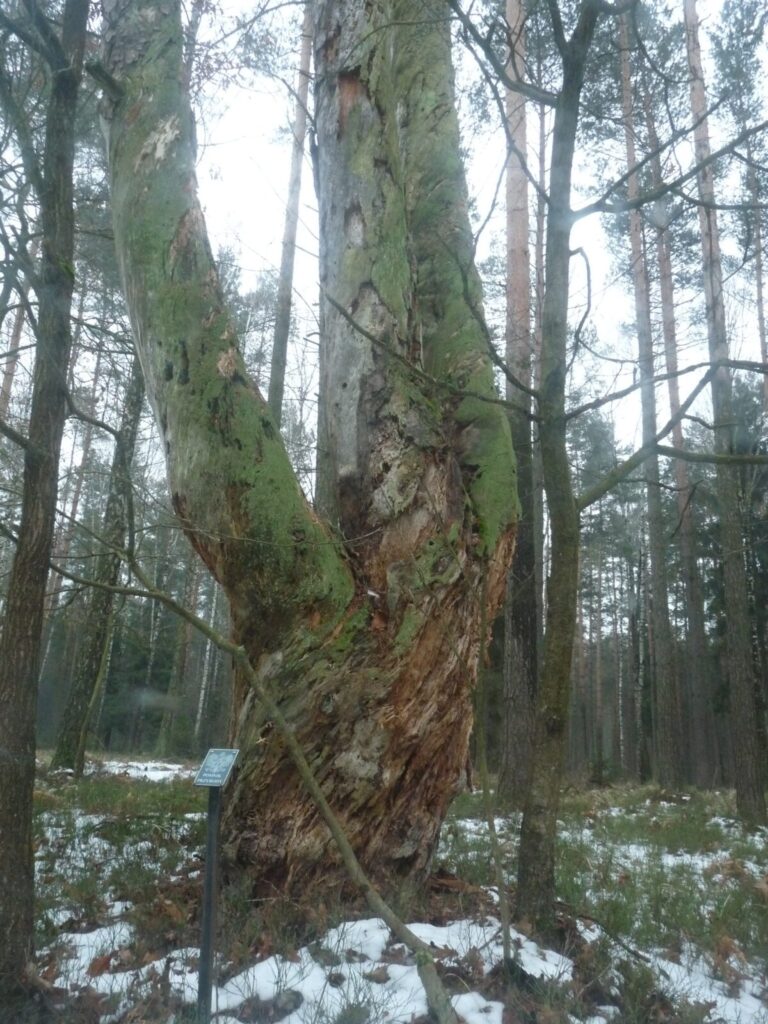 Ekologiczne ABC. Las zimową porą [fotorelacja] 12