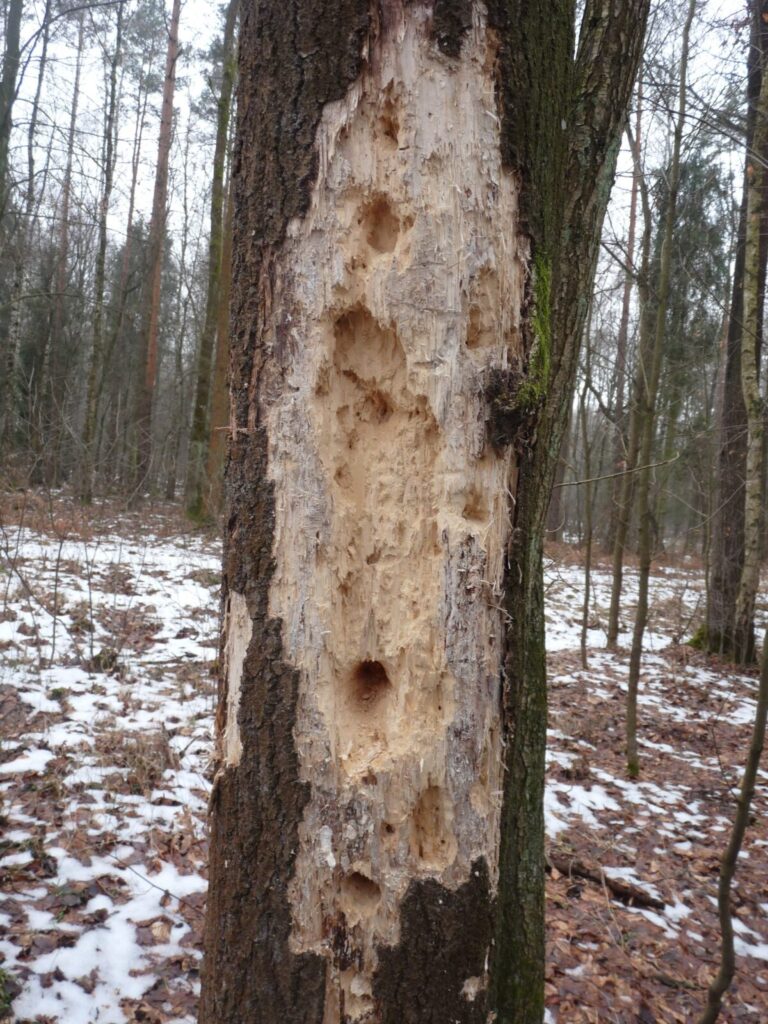 Ekologiczne ABC. Las zimową porą [fotorelacja] 13