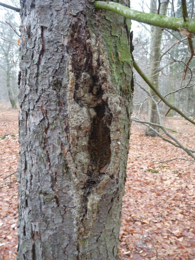 Ekologiczne ABC. Las zimową porą [fotorelacja] 14