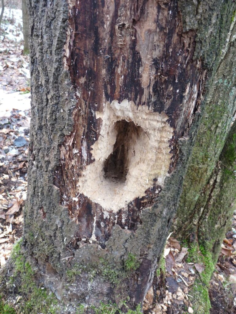 Ekologiczne ABC. Las zimową porą [fotorelacja] 15