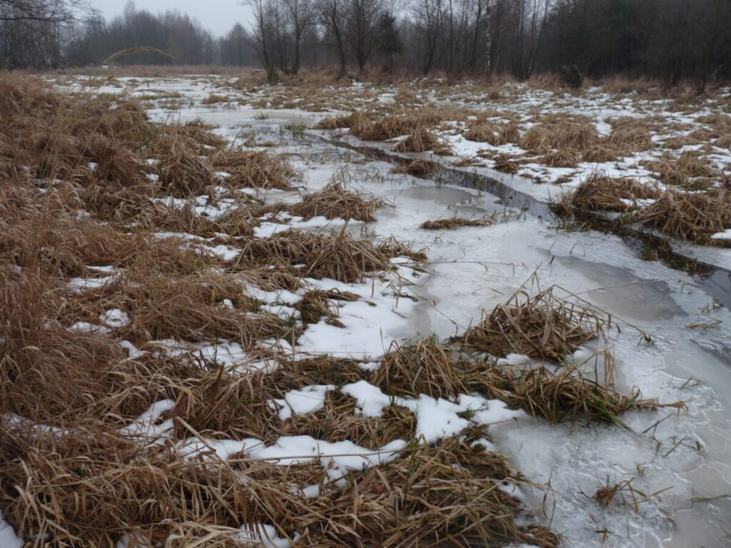 Ekologiczne ABC. Las zimową porą [fotorelacja] 2