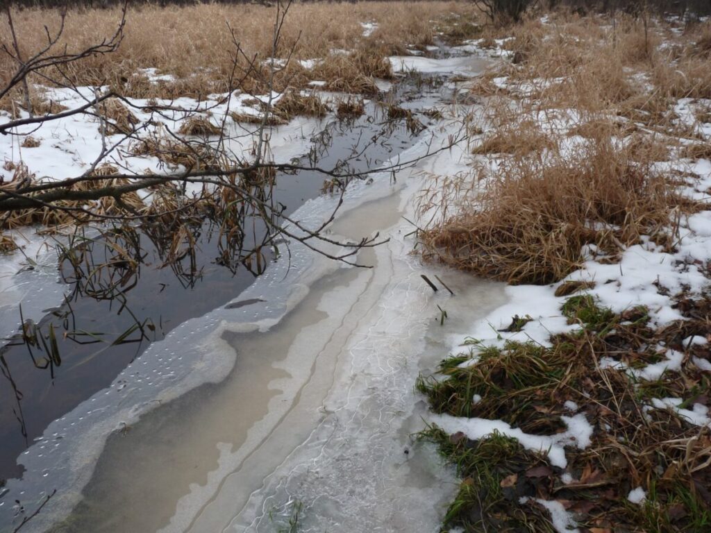 Ekologiczne ABC. Las zimową porą [fotorelacja] 4
