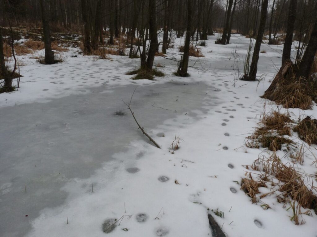 Ekologiczne ABC. Las zimową porą [fotorelacja] 3