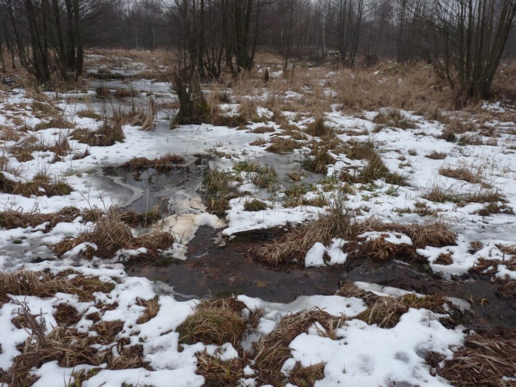 Ekologiczne ABC. Las zimową porą [fotorelacja] 5