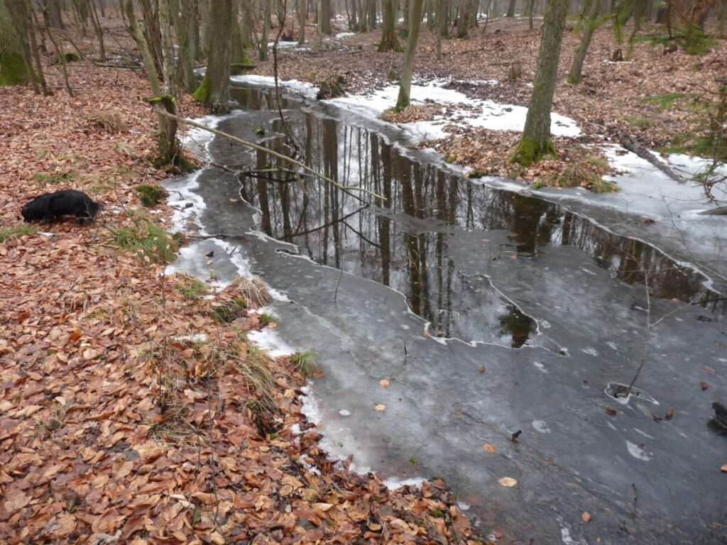 Ekologiczne ABC. Las zimową porą [fotorelacja] 6