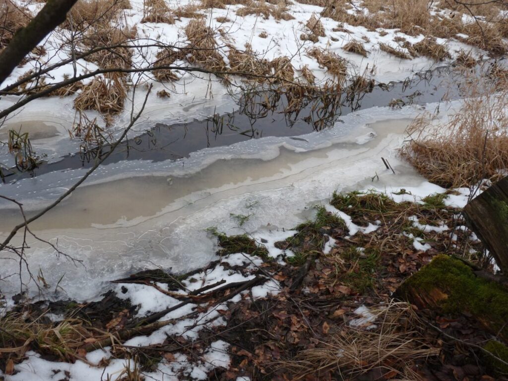 Ekologiczne ABC. Las zimową porą [fotorelacja] 7