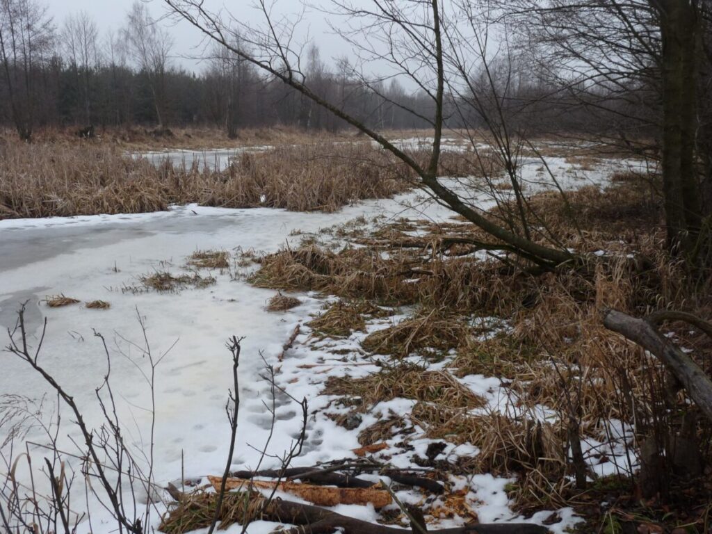 Ekologiczne ABC. Las zimową porą [fotorelacja] 8