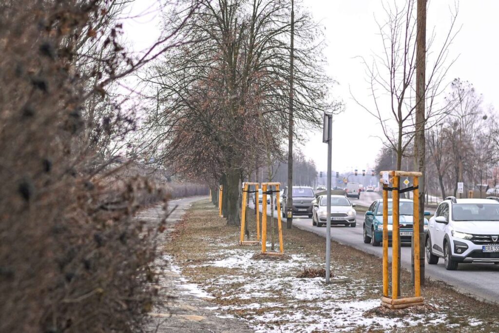 Ekologiczne ABC. Ponad 500 nowych drzew posadzono w ubiegłym roku w Częstochowie [fotorelacja] 7
