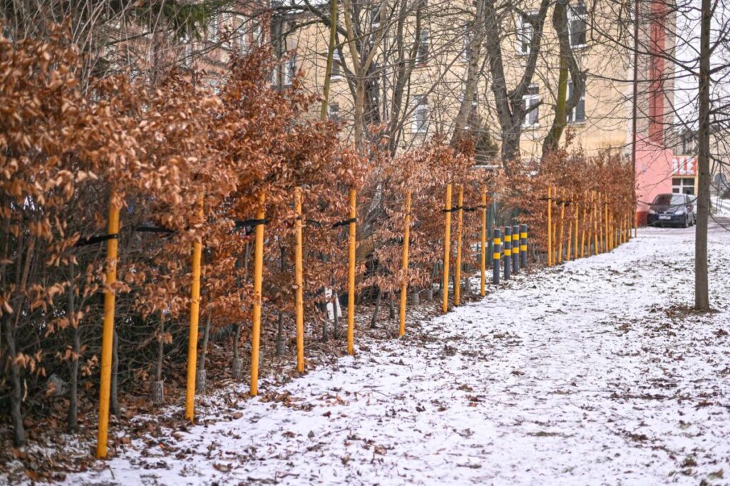 Ekologiczne ABC. Ponad 500 nowych drzew posadzono w ubiegłym roku w Częstochowie [fotorelacja] 31