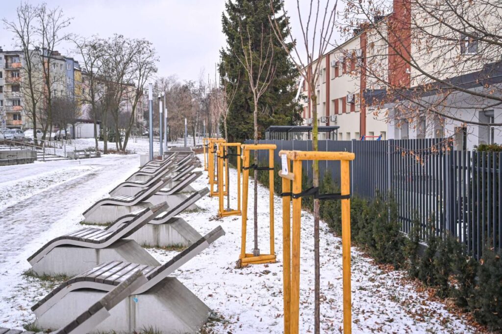 Ekologiczne ABC. Ponad 500 nowych drzew posadzono w ubiegłym roku w Częstochowie [fotorelacja] 4